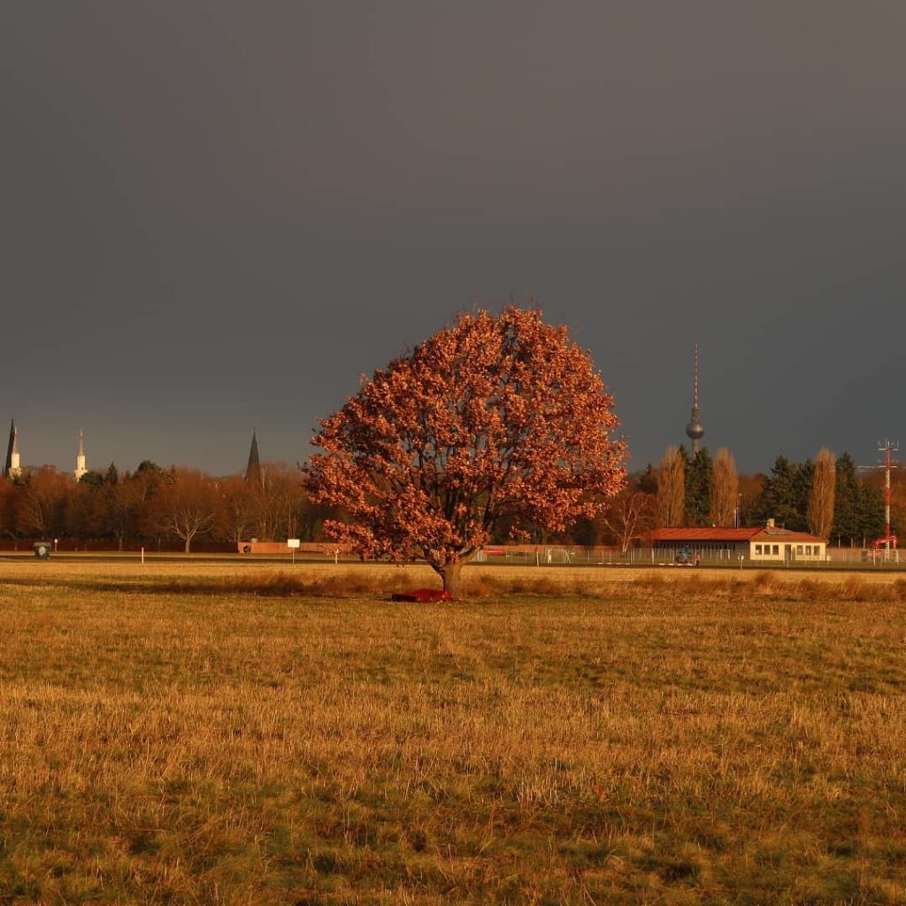 arbre en automne au parc tempelhof de berlin